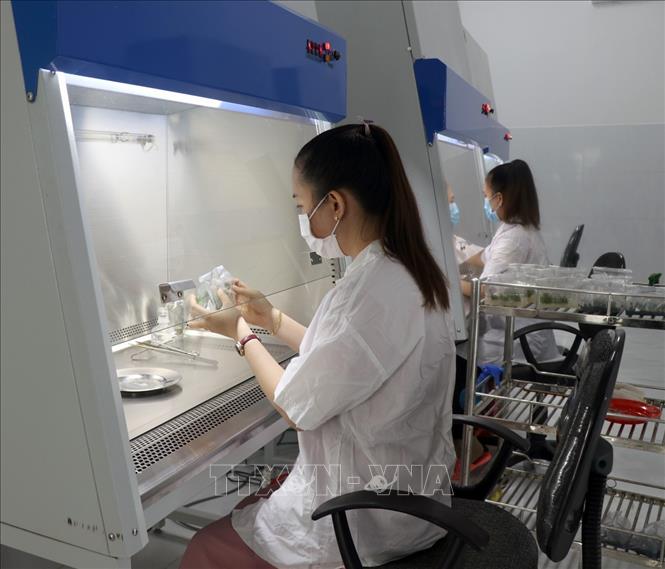 Cán bộ kỹ thuật của trung tâm nghiên cứu khoa học Khu nông nghiệp ứng dụng công nghệ cao Phú Yên thực hiện quy trình cấy mô giống cây. Ảnh: Xuân Triệu - TTXVN