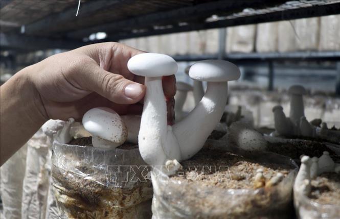 Giống nấm hoàng kim do Khu nông nghiệp ứng dụng công nghệ cao Phú Yên nuôi cấy phát triển tốt, năng suất cao. Ảnh: Xuân Triệu - TTXVN
