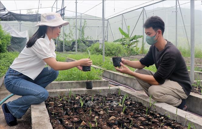 Cán bộ kỹ thuật Khu nông nghiệp ứng dụng công nghệ cao Phú Yên kiểm tra giống mía năng suất cao đang được trồng thử nghiệm. Ảnh: Xuân Triệu - TTXVN