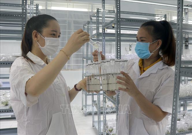 Cán bộ kỹ thuật của Khu nông nghiệp ứng dụng công nghệ cao Phú Yên kiểm tra giống cây đang nuôi cấy trong phòng thí nghiệm. Xuân Triệu - TTXVN
