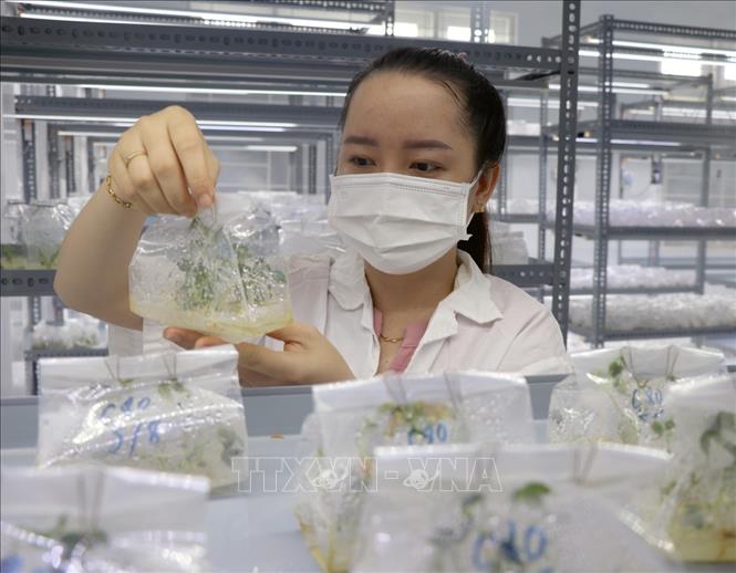 Cán bộ kỹ thuật của Khu nông nghiệp ứng dụng công nghệ cao Phú Yên kiểm tra giống sắn chống bệnh khảm lá được nuôi cấy trong phòng thí nghiệm. Xuân Triệu - TTXVN
