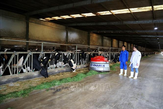 Trang trại bò sữa Vinamilk Tây Ninh tại xã Long Khánh, huyện Bến Cầu. Ảnh: Hồng Đạt - TTXVN
