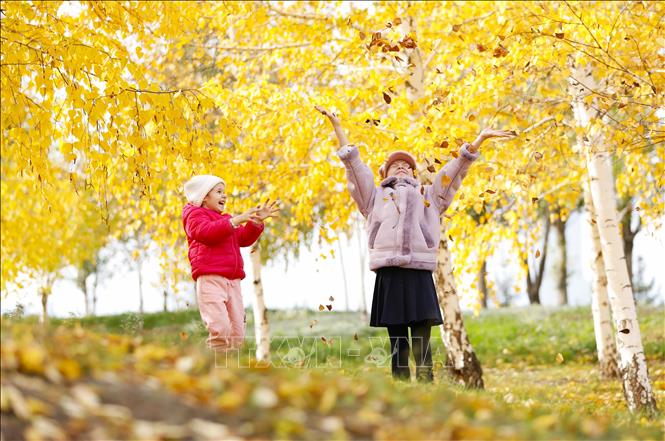 Lá nhuộm sắc vàng trong thời tiết Thu tại Astana, Kazakhstan. Ảnh: THX/TTXVN