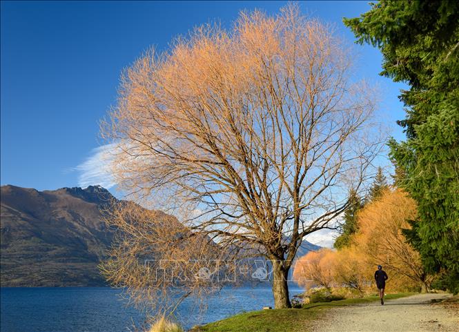 Bức tranh thiên nhiên tuyệt đẹp của mùa Thu tại Queenstown, New Zealand. Ảnh: THX/TTXVN