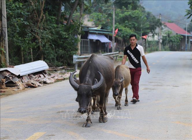 Người Ơ Đu lùa gia súc đến khu chăn thả. Ảnh: Xuân Tiến - TTXVN