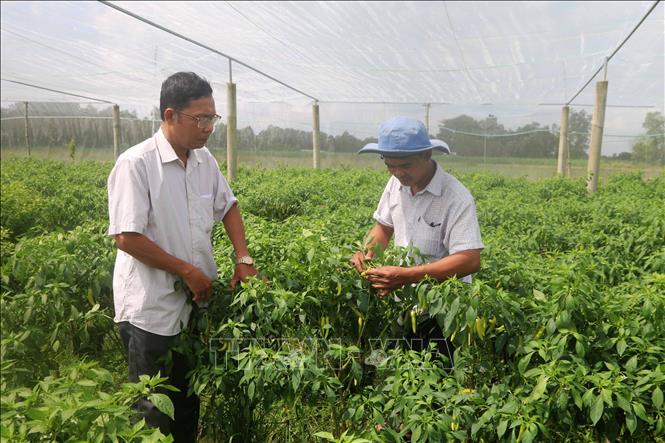 Vườn ớt trồng trong nhà lưới của gia đình anh Thạch Rạch Ta Na (bên phải), tại xã Ngũ Lạc, huyện Duyên Hải, tỉnh Trà Vinh. Ảnh: Thanh Hoà - TTXVN