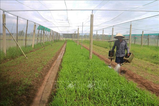 Chăm sóc vườn rau muống trồng trong nhà lưới tại xã Ngũ Lạc, huyện Duyên Hải (Trà Vinh). Ảnh: Thanh Hoà - TTXVN