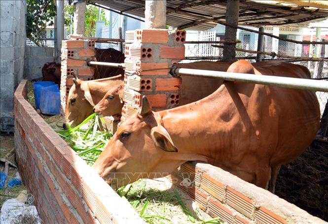 Chăn nuôi bò lai sind vỗ béo tại xã An Hải, huyện Ninh Phước (Ninh Thuận). Ảnh: Công Thử - TTXVN