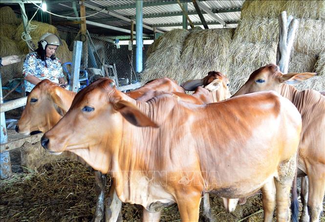 Đàn bò vỗ béo từ giống bê lai Brahman và bê lai BBB tại huyện Thuận Bắc (Ninh Thuận). Ảnh: Công Thử - TTXVN