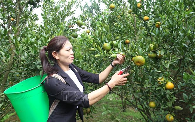 Người dân Mường Khương thu hoạch quýt chính vụ. Ảnh: Quốc Khánh - TTXVN