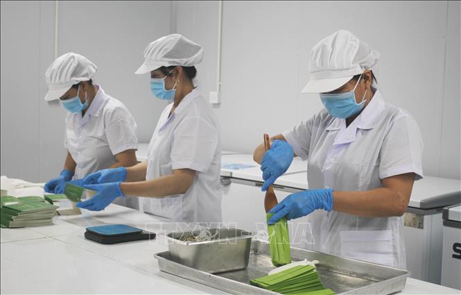 Sản xuất trà sen tại Công ty Cổ phần sản xuất, xuất nhập khẩu và thương mại dịch vụ Hali (Ninh Bình). Ảnh: Thùy Dung - TTXVN