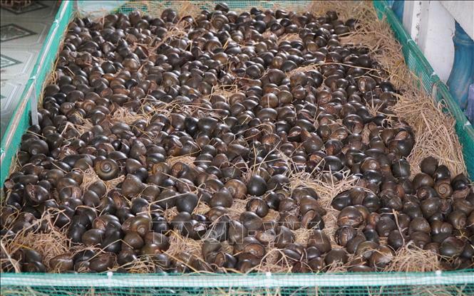Ốc lác dùng để làm món ốc gác bếp. Ảnh: Nhựt An - TTXVN