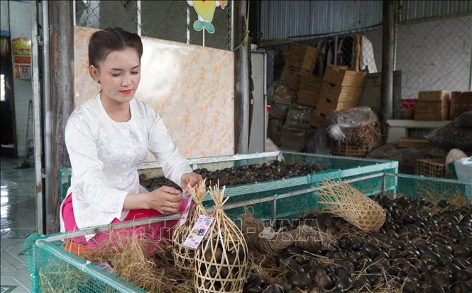 Sản phẩm ốc gác bếp được đựng trong những chiếc giỏ tre. Ảnh: Nhựt An - TTXVN