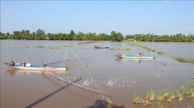 Nông dân đẩy côn trên những cánh đồng nhập nước. Ảnh: Nguyễn Hằng - TTXVN