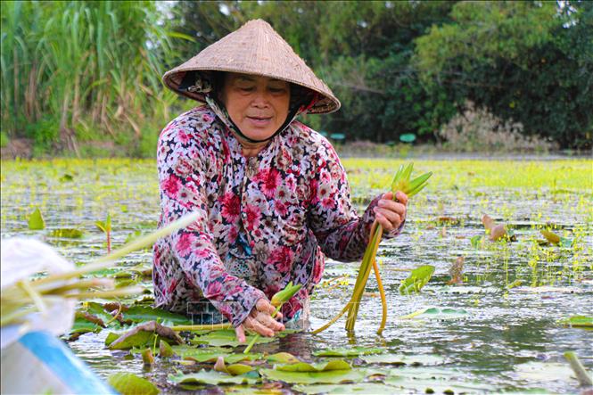 Người dân miền Tây, phần lớn là phụ nữ thường thức dậy từ sớm ra đồng hái bông súng trắng về đem ra chợ bán hoặc chế biến món ăn. Nguyễn Hằng - TTXVN