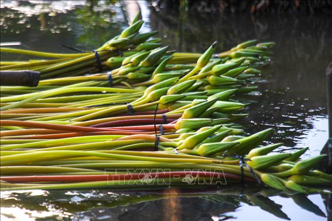 Sản vật mùa nước nổi ngoài thủy sản còn có các loại hoa, rau“nổi tiếng” của ẩm thực vùng Đồng bằng sông Cửu Long, dùng để chế biến nhiều món ngon dân dã. Ảnh: Nguyễn Hằng - TTXVN