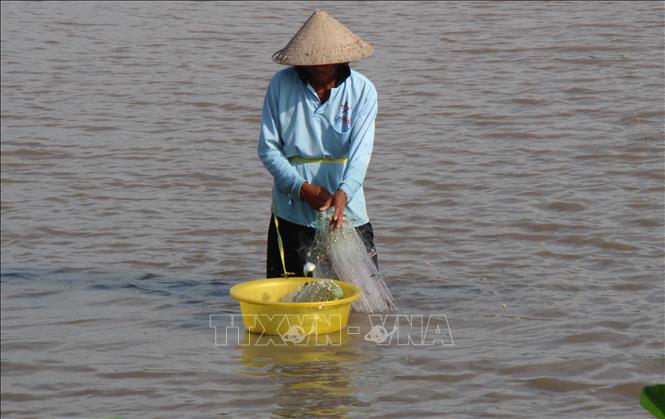 Lượng cá đánh bắt được trong mùa nước nổi năm nay khá ít, chủ yếu là cá sặc, cá rô, cá lóc, lươn... Ảnh: Nguyễn Hằng - TTXVN