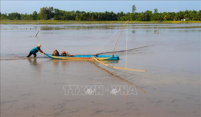 Nông dân đẩy côn trên những cánh đồng nhập nước. Ảnh: Nguyễn Hằng - TTXVN