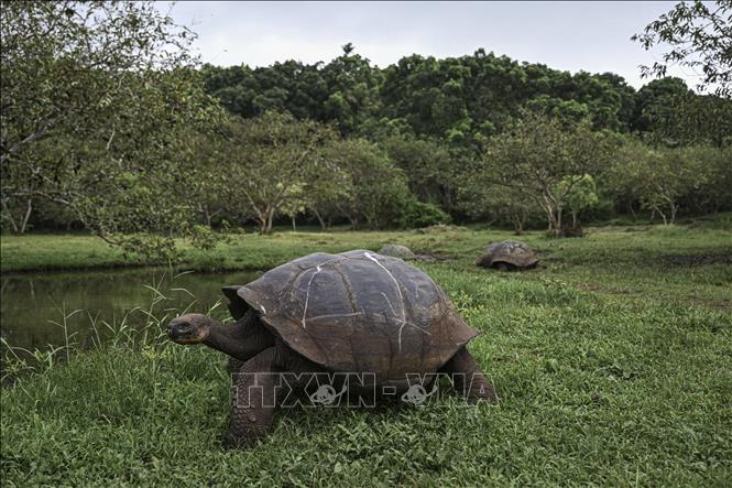 Rùa khổng lồ Galapagos trên đảo Santa Cruz, thuộc quần đảo Galapagos, Ecuador, ngày 25/6/2023. Ảnh: AFP/TTXVN