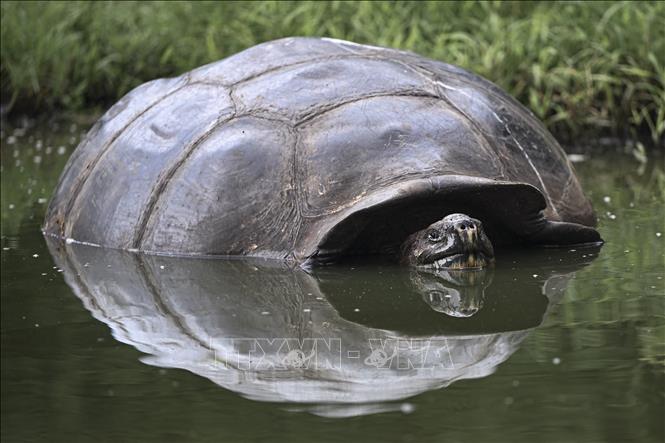 Rùa khổng lồ Galapagos trên đảo Santa Cruz, thuộc quần đảo Galapagos, Ecuador, ngày 25/6/2023. Ảnh: AFP/TTXVN