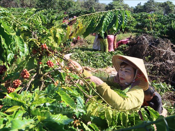 Người dân thôn Sơn Lợi, xã Thọ Sơn, huyện Bù Đăng vào vụ thu hoạch cà phê. Ảnh:  K GỬIH -TTXVN