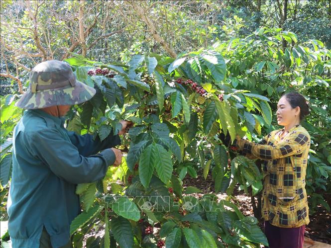 Người dân thôn Sơn Lợi, xã Thọ Sơn, huyện Bù Đăng vào vụ thu hoạch cà phê. Ảnh:  K GỬIH -TTXVN