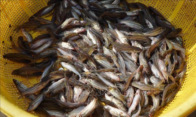 Cá chốt được thương lái thu mua với giá 40.000 đồng/kg. Ảnh: Nhựt An - TTXVN