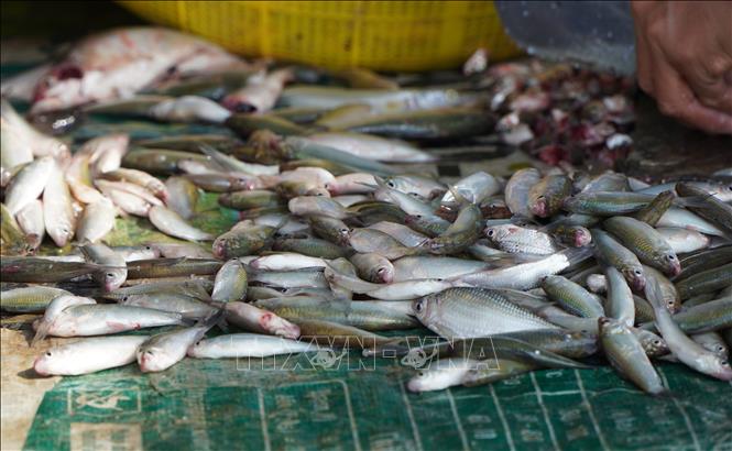 Cá linh có kích thước khá to với giá chỉ hơn 10.000 đồng/kg. Ảnh: Nhựt An - TTXVN