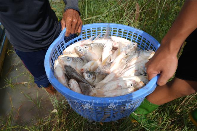Các loại cá được đánh bắt tại hồ Dầu Tiếng. Ảnh: Minh Phú - TTXVN