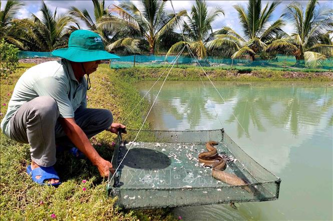 Ông Bảy Ánh kiểm tra trọng lượng, quá trình phát triển của cá chình. Ảnh: TTXVN phát