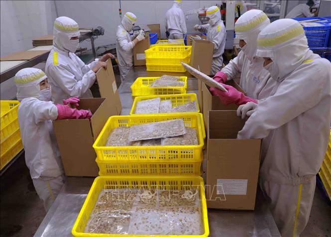 Sản phẩm ngao thịt đông lạnh của Công ty TNHH Thủy sản Lenger Việt Nam ở cụm công nghiệp An Xá, tỉnh Nam Định. Ảnh: Vũ Sinh - TTXVN