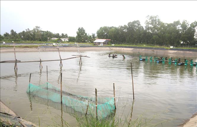 Thu hoạch cá rô phi tại hộ ông Võ Xuân Mai, ấp La Bang, xã Long Sơn (Cầu Ngang, Trà Vinh). Ảnh: Thanh Hoà - TTXVN
