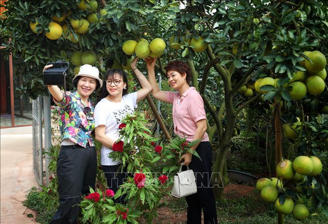 Du khách chụp ảnh lưu niệm tại vườn bưởi xã Thanh Hải (Lục Ngạn, Bắc Giang). Ảnh: Danh Lam - TTXVN