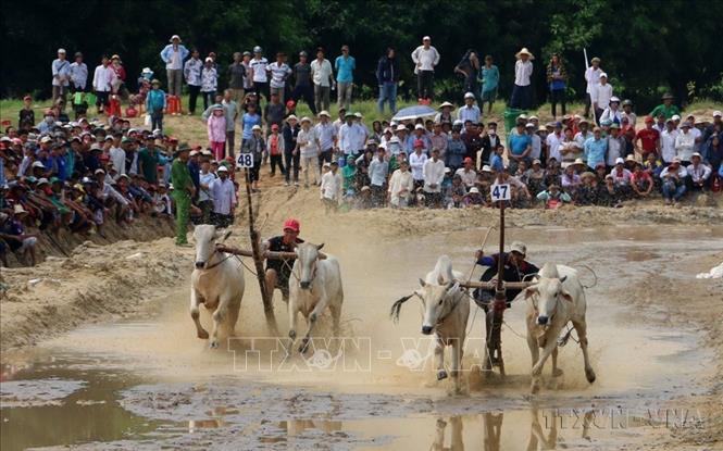 Đua bò Bảy Núi An Giang là lễ hội đậm nét văn hóa truyền thống gắn với lễ Sene Dolta  của đồng bào dân tộc Khmer ở vùng Bảy Núi thuộc 2 huyện Tri Tôn và Tịnh Biên. Năm 2016, Bộ VH, TT&DL công nhận đua bò Bảy Núi là Di sản văn hóa phi vật thể quốc gia. Ảnh: Công Mạo-TTXVN