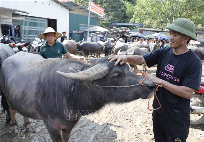 Chăm sóc trâu trước khi bán. Ảnh: Trần Việt - TTXVN