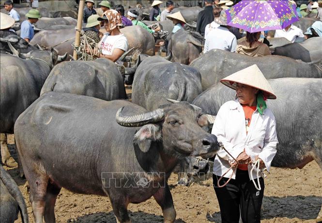 Đồng bào Mông mang trâu bán tại chợ phiên Nghiên Loan. Ảnh: Trần Việt - TTXVN