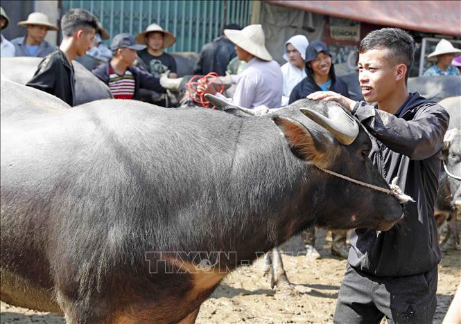 Chăm sóc trâu trước khi bán. Ảnh: Trần Việt - TTXVN