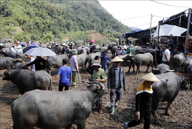 Tấp nập khu mua bán trâu tại trợ Nghiên Loan, Pắc Nặm. Ảnh: Trần Việt - TTXVN