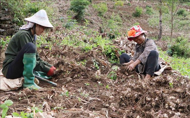 Nhiều bà con nông dân huyện Phong Thổ, Tam Đường... phấn khởi vì dong riềng được mùa, được giá. Ảnh: Nguyễn Oanh-TTXVN