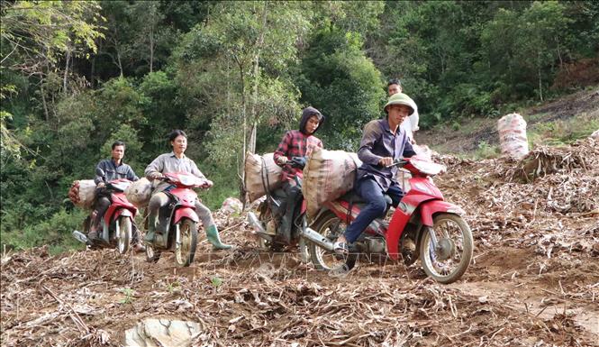 Nông dân xã Lản Nhì Thàng, huyện Phong Thổ vận chuyển dong riềng từ nương ra điểm tập kết. Ảnh: Nguyễn Oanh-TTXVN