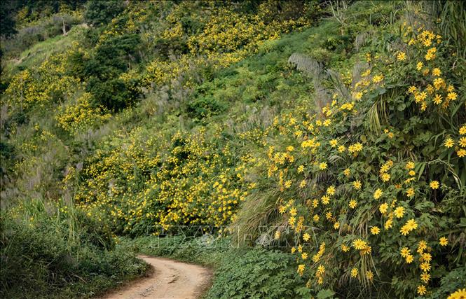 Wild sunflowers bloom in clusters, changing the landscape to a brilliant yellow flower carpet. VNA Photo: Xuân Tư 