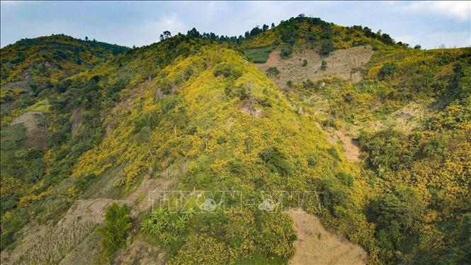 Wild sunflowers bloom in clusters, changing the landscape to a brilliant yellow flower carpet. VNA Photo: Xuân Tư 