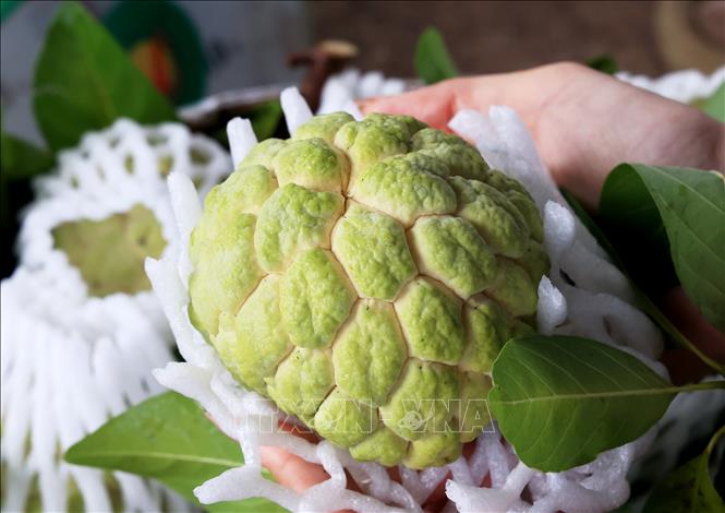 Mãng cầu Bà Đen là mặt hàng nông sản có giá trị kinh tế lớn của địa phương. Ảnh: Hồng Đạt - TTXVN
