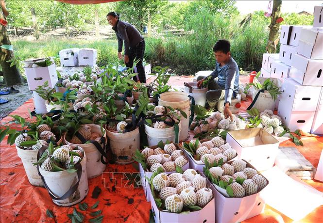 Phân loại mãng cầu trước khi xuất bán. Ảnh: Hồng Đạt - TTXVN
