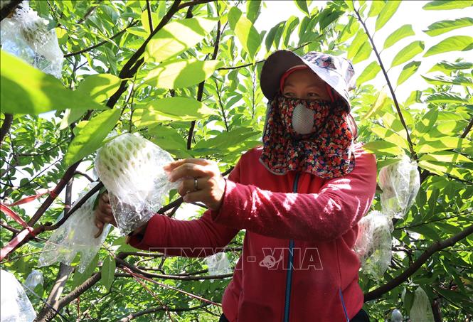 Thu hoạch mãng cầu Bà Đen. Ảnh: Hồng Đạt - TTXVN
