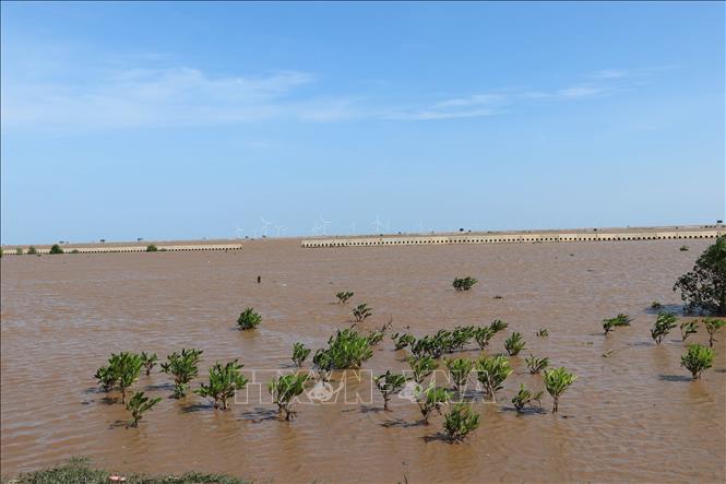 Phía trong đê chắn sóng rừng cây bắt đầu phát triển. Ảnh: Minh Trí - TTXVN

