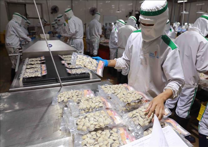 Packaging clams for export at the Lenger Seafood Vietnam Co., Ltd. at the An Xa IP in the northern province of Nam Dinh. VNA Photo: Vũ Sinh