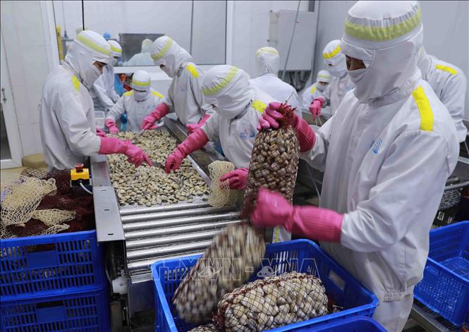 Processing clams for export at the Lenger Seafood Vietnam Co., Ltd. at the An Xa IP in the northern province of Nam Dinh. VNA Photo: Vũ Sinh