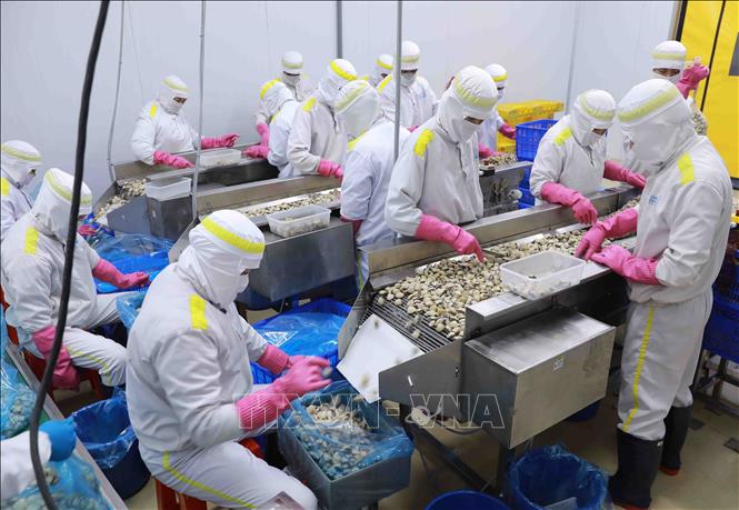 The Lenger Seafood Vietnam Co., Ltd. at the An Xa IP in the northern province of Nam Dinh supplies more than 8,000 tonnes of frozen clams, with revenue reaching about 15 million USD a year. VNA Photo: Vũ Sinh