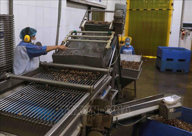Classifying clams for processing in the Lenger Seafood Vietnam Co., Ltd. at the An Xa IP, the northern province of Nam Dinh . VNA Photo: Vũ Sinh